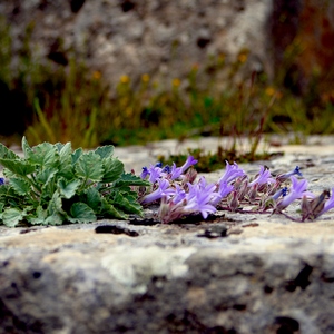 Plantes avec feuilles et fleurs mauves sur rocher - France  - collection de photos clin d'oeil, catégorie plantes